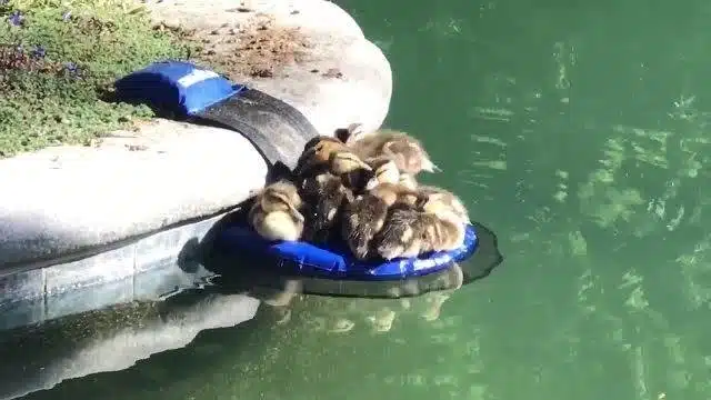 duckie ramp 2