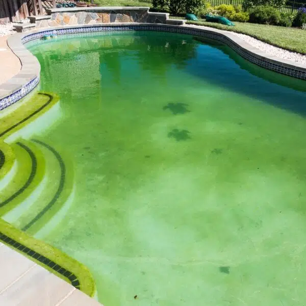 Green pool with algae