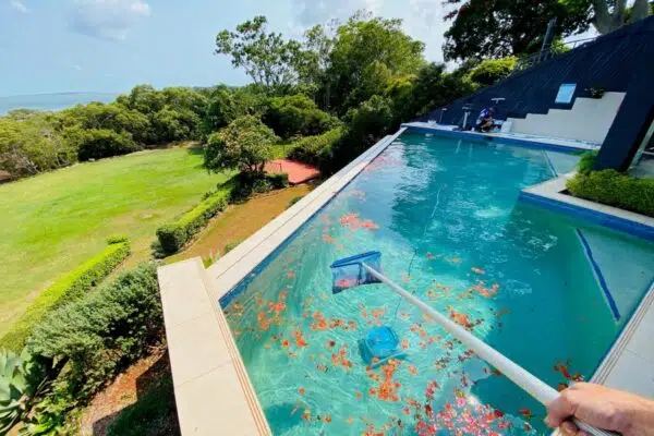 Jim's Pool Cleaning - Pool scoop in swimming pool