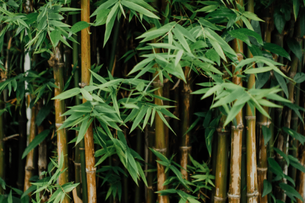 Plants to Avoid When Landscaping Your Swimming Pool