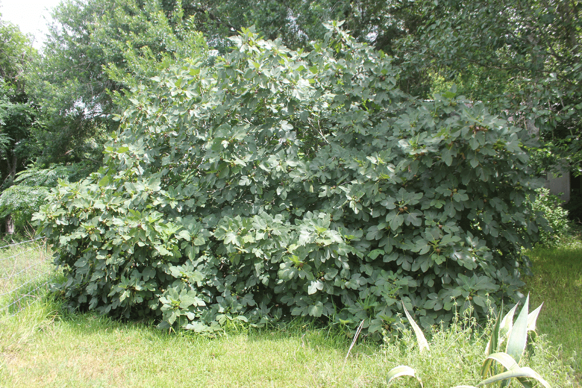 Plants to Avoid When Landscaping Your Swimming Pool