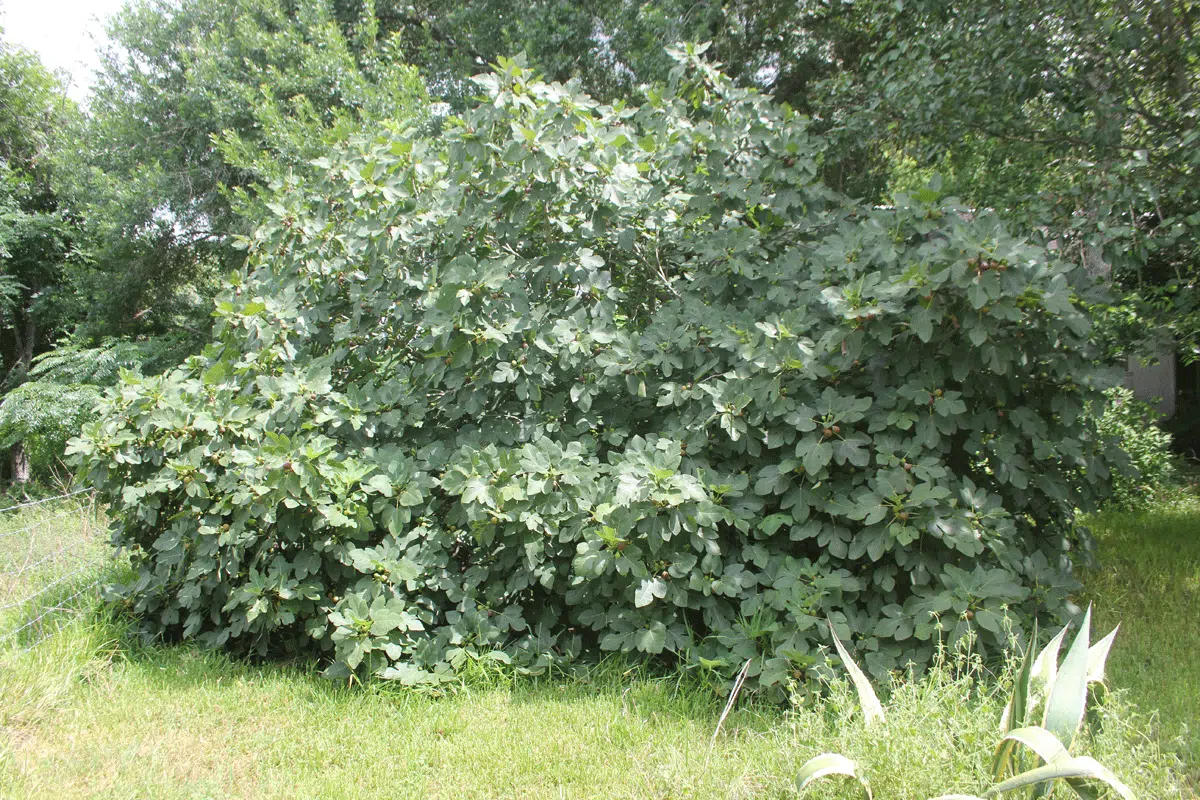 Plants to Avoid When Landscaping Your Swimming Pool