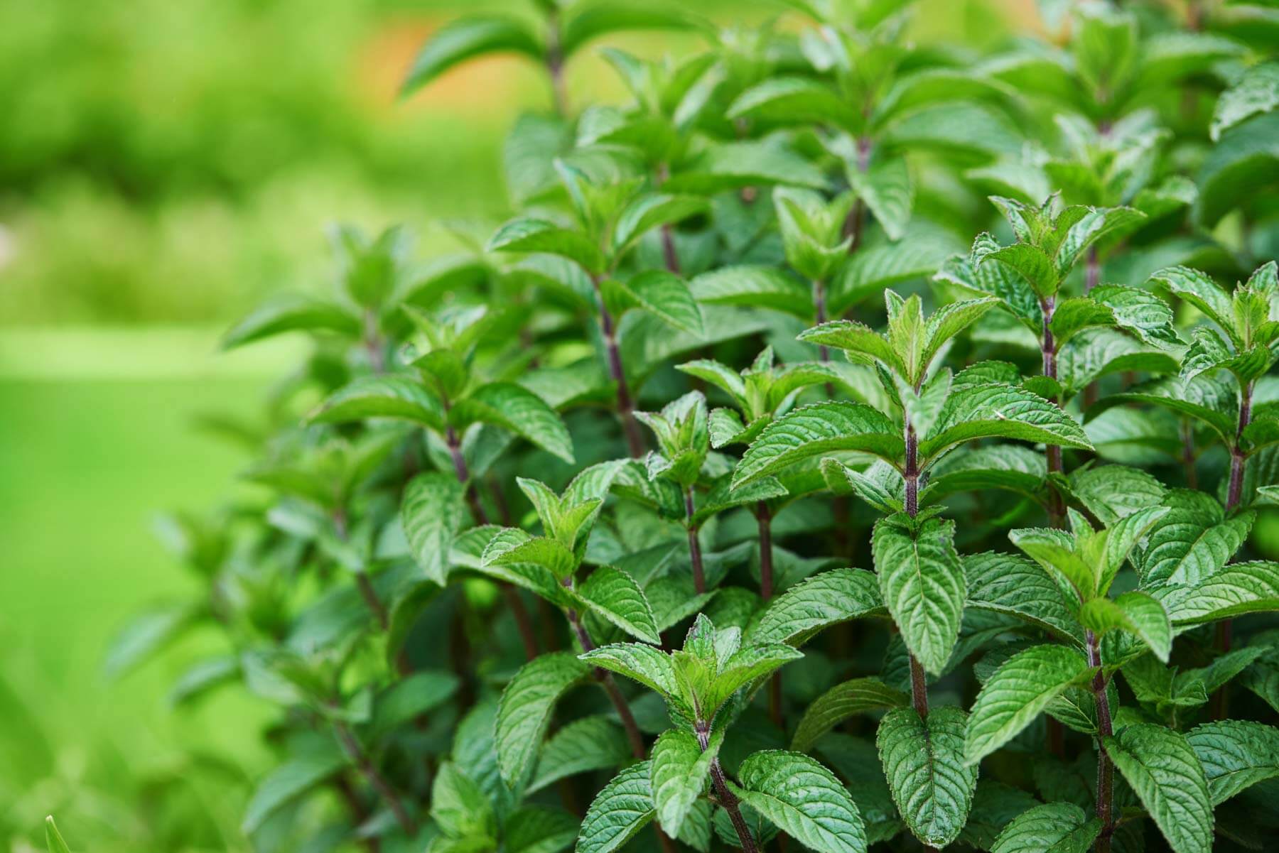Plants to Avoid When Landscaping Your Swimming Pool