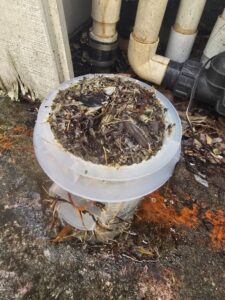 plants to avoid when landscaping for a pool 2