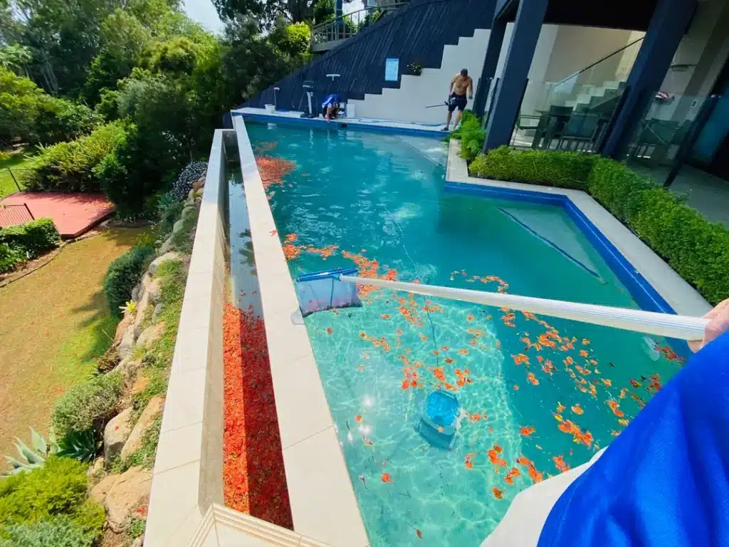 Skimming leaves and debris from the surface of a Wellington Point swimming pool