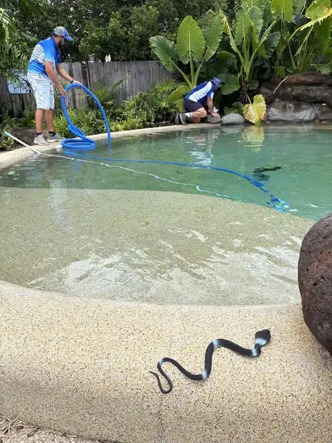 Two Jim’s Pool Care Townsville technicians vacuuming a tropical lagoon-style swimming pool surrounded by palms and rock edging
