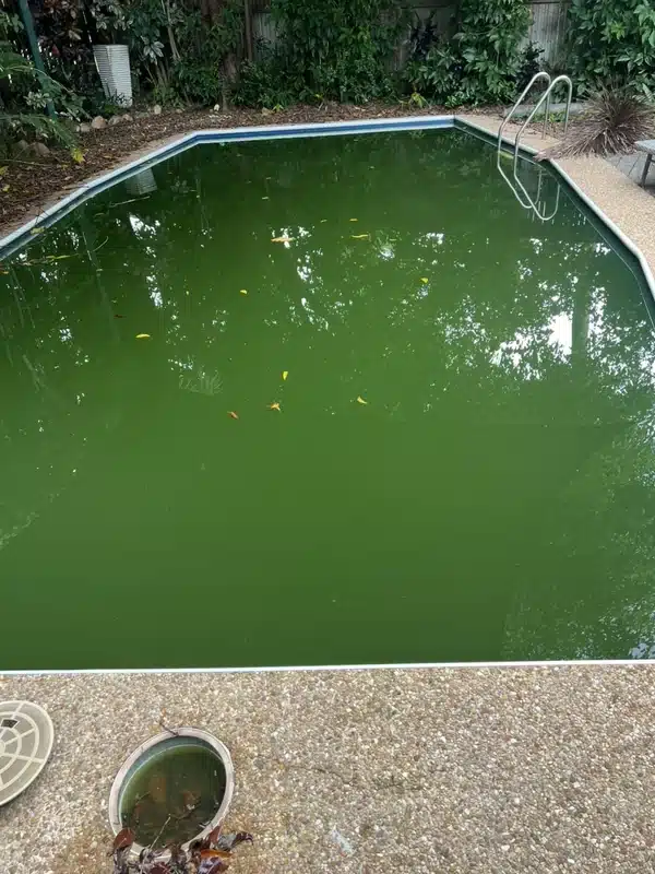 Before green pool recovery: a Townsville swimming pool with green algae-affected water and leaf debris on the surface